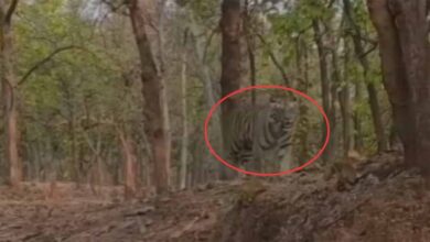 कुदरगढ़ में घूमता हुआ दिखाई दिया बाघ