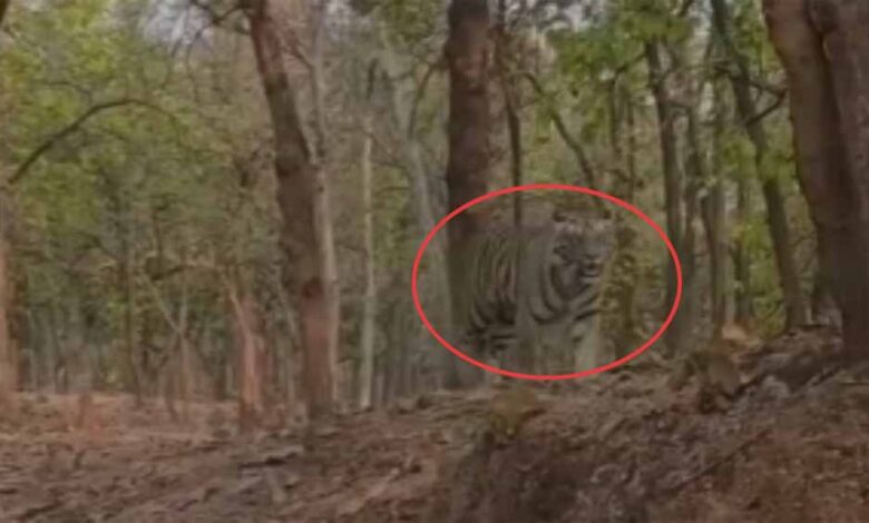कुदरगढ़ में घूमता हुआ दिखाई दिया बाघ कुदरगढ़ में घूमता हुआ दिखाई दिया बाघ