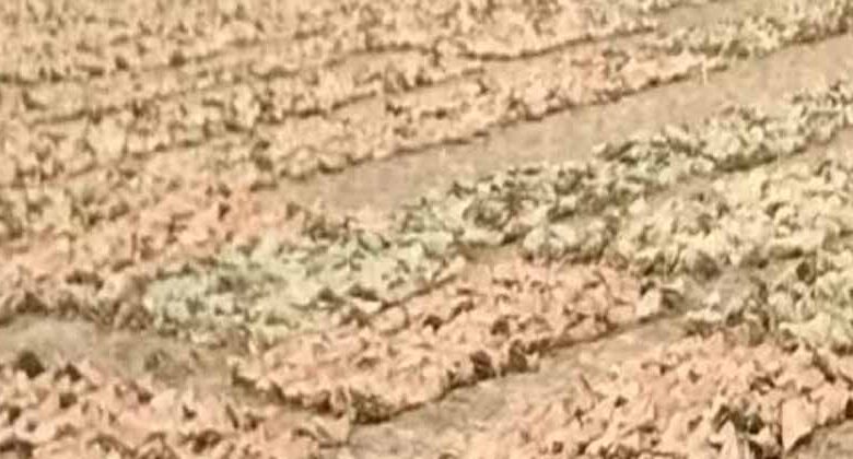 तेंदुपत्ता संग्रहण कार्यशाला जनकपुर में अग्निसुरक्षा और संग्रहण प्रक्रिया पर विशेष प्रशिक्षण तेंदुपत्ता संग्रहण कार्यशाला जनकपुर में अग्निसुरक्षा और संग्रहण प्रक्रिया पर विशेष प्रशिक्षण