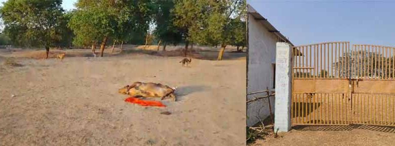 गौशाला में भूख से हुई 19 गायों की मौत: VHP का आरोप गौशाला में भूख से हुई 19 गायों की मौत: VHP का आरोप
