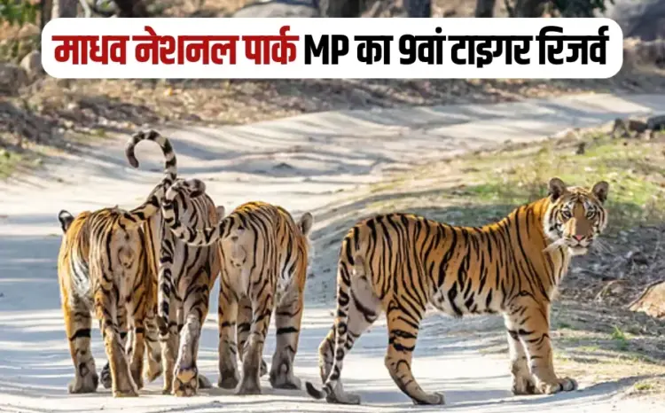 MP का 9वां टाइगर रिजर्व बना माधव नेशनल पार्क, CM मोहन यादव ने कहा पर्यटन बढ़ेगा, आर्थिक गतिविधियों में होगी वृद्धि… MP का 9वां टाइगर रिजर्व बना माधव नेशनल पार्क, CM मोहन यादव ने कहा पर्यटन बढ़ेगा, आर्थिक गतिविधियों में होगी वृद्धि…
