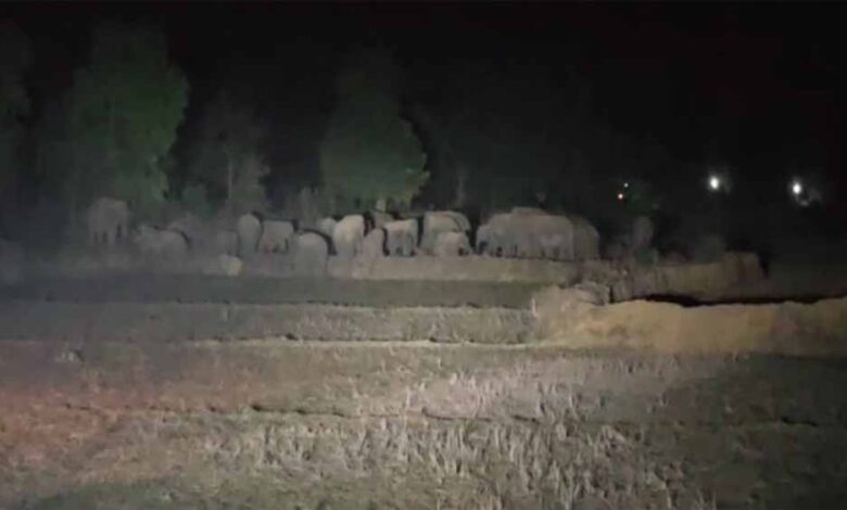 धर्मजयगढ़ वन मंडल में हाथियों का बड़ा दल कर रहा विचरण धर्मजयगढ़ वन मंडल में हाथियों का बड़ा दल कर रहा विचरण
