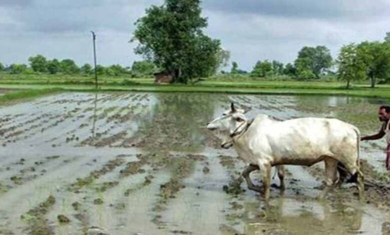 छत्तीसगढ़ में असमय मानसून की एंट्री से ‘खेती पर खतरा’ छत्तीसगढ़ में असमय मानसून की एंट्री से ‘खेती पर खतरा’