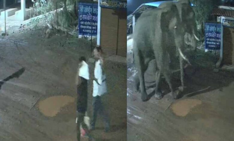 दंतैल हाथियों की रहवासी इलाके में दस्तक, बार-बाल बचे राहगीर दंतैल हाथियों की रहवासी इलाके में दस्तक, बार-बाल बचे राहगीर