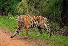 चंद्रपुर में बाघ ने तेंदूपत्ता बीन रहे ग्रामीणों पर किया हमला, अब तक चार की मौत