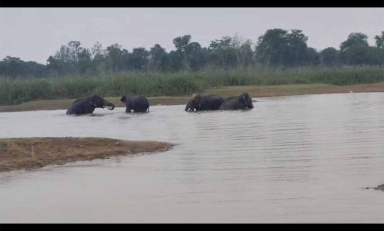 चार दंतैल हाथियों का एक दल तलाब में अठखेलियां करते आया नजर चार दंतैल हाथियों का एक दल तलाब में अठखेलियां करते आया नजर