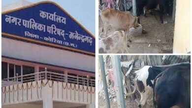 मनेंद्रगढ़ बस स्टैंड क्षेत्र में पशुपालन से वार्ड वासियों का जनजीवन बेहाल, नगर पालिका प्रशासन मौन