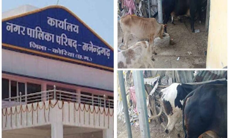 मनेंद्रगढ़ बस स्टैंड क्षेत्र में पशुपालन से वार्ड वासियों का जनजीवन बेहाल, नगर पालिका प्रशासन मौन मनेंद्रगढ़ बस स्टैंड क्षेत्र में पशुपालन से वार्ड वासियों का जनजीवन बेहाल, नगर पालिका प्रशासन मौन