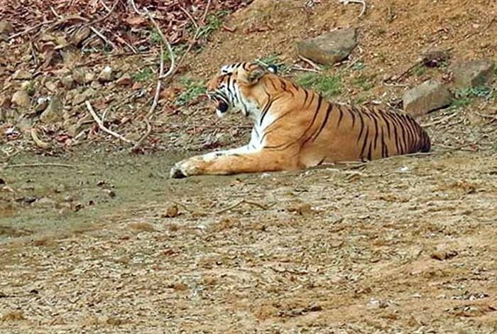 नंदनवन पक्षी विहार में बीते दस सालों से आकर्षण का केंद्र रहा नरसिंह अब लोगों को नजर नहीं आएगा नंदनवन पक्षी विहार में बीते दस सालों से आकर्षण का केंद्र रहा नरसिंह अब लोगों को नजर नहीं आएगा