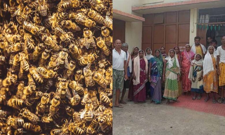 बालोद में मधुमक्खियों के हमले में 15 मजदूर घायल बालोद में मधुमक्खियों के हमले में 15 मजदूर घायल