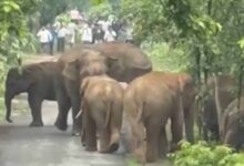 एडु-सिंघनपुर मार्ग पर आधा दर्जन हाथियों का दल अचानक पहुंचा सड़क पर