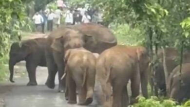 एडु-सिंघनपुर मार्ग पर आधा दर्जन हाथियों का दल अचानक पहुंचा सड़क पर