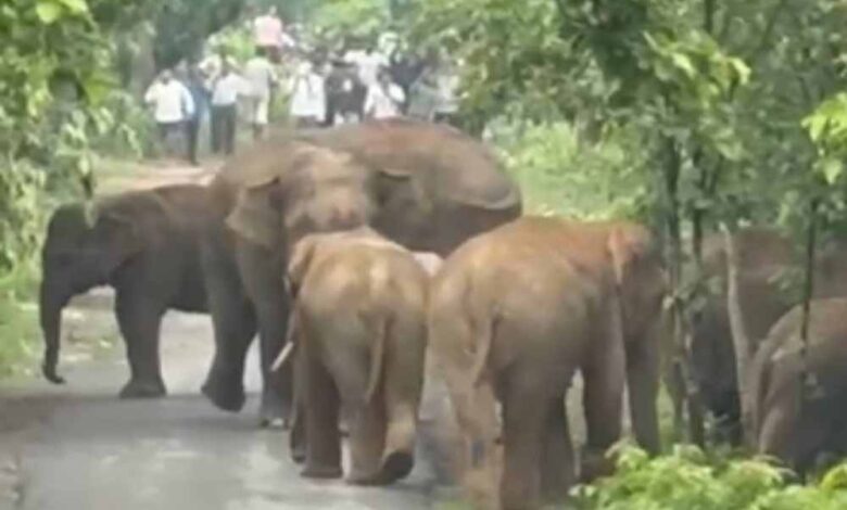 एडु-सिंघनपुर मार्ग पर आधा दर्जन हाथियों का दल अचानक पहुंचा सड़क पर एडु-सिंघनपुर मार्ग पर आधा दर्जन हाथियों का दल अचानक पहुंचा सड़क पर
