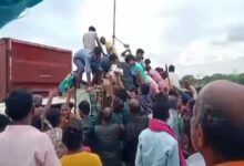 बेमेतरा में  मुर्गियों से भरा वाहन पलटा, घायल ड्राइवर को बचाना छोड़ मुर्गियां लूटकर भगने लगे लोग