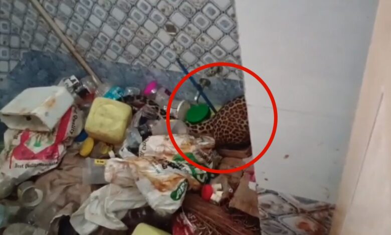 CG NEWS: किराना व्यापारी के घर के बाथरूम में घुसा तेंदुआ, इलाके में मचा हड़कंप, 2 घंटे की मशक्कत के बाद सुरक्षित निकाला गया तेंदुआ…. CG NEWS: किराना व्यापारी के घर के बाथरूम में घुसा तेंदुआ, इलाके में मचा हड़कंप, 2 घंटे की मशक्कत के बाद सुरक्षित निकाला गया तेंदुआ….