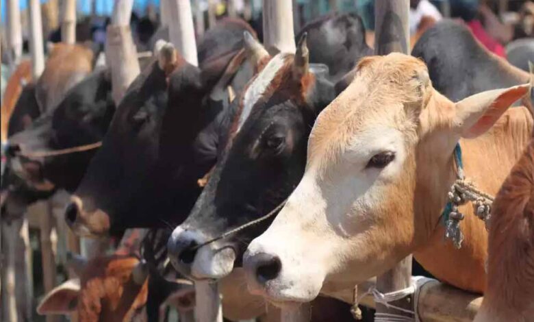 कोरिया : पशुधन विकास विभाग के माध्यम से किया जाएगा पशुओं का क्रय कोरिया : पशुधन विकास विभाग के माध्यम से किया जाएगा पशुओं का क्रय