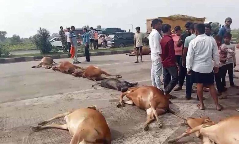 नेशनल हाइवे पर फिर बहा गौवंशों का खून, गौसेवकों ने शव रखकर किया चक्काजाम नेशनल हाइवे पर फिर बहा गौवंशों का खून, गौसेवकों ने शव रखकर किया चक्काजाम