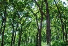 वनाधिकार क्रियान्वयन में छत्तीसगढ़ की अग्रणी भूमिका—वन विभाग की सशक्त प्रतिबद्धता का प्रमाण