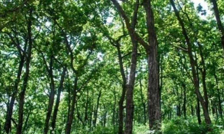 वनाधिकार क्रियान्वयन में छत्तीसगढ़ की अग्रणी भूमिका—वन विभाग की सशक्त प्रतिबद्धता का प्रमाण वनाधिकार क्रियान्वयन में छत्तीसगढ़ की अग्रणी भूमिका—वन विभाग की सशक्त प्रतिबद्धता का प्रमाण