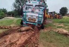 तेज रफ्तार ट्रक ने मचाया कहर: सड़क किनारे बैठी 6 गायों की मौत, कई घायल
