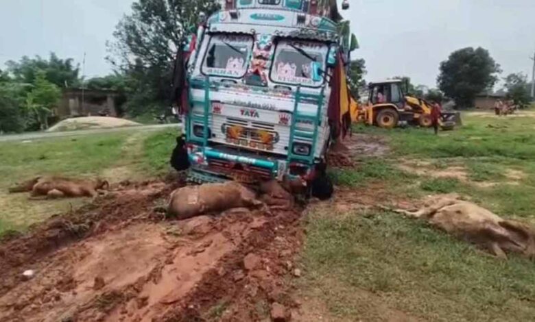 तेज रफ्तार ट्रक ने मचाया कहर: सड़क किनारे बैठी 6 गायों की मौत, कई घायल तेज रफ्तार ट्रक ने मचाया कहर: सड़क किनारे बैठी 6 गायों की मौत, कई घायल