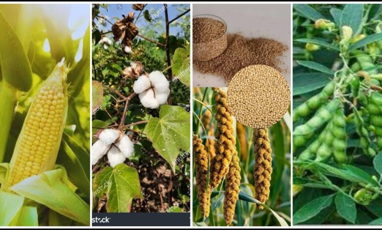 दलहन, तिलहन, मक्का, कोदो, कुटकी, रागी एवं कपास की फसल लेने वालों को भी मिलेगा कृषक उन्नति योजना का लाभ…. दलहन, तिलहन, मक्का, कोदो, कुटकी, रागी एवं कपास की फसल लेने वालों को भी मिलेगा कृषक उन्नति योजना का लाभ….