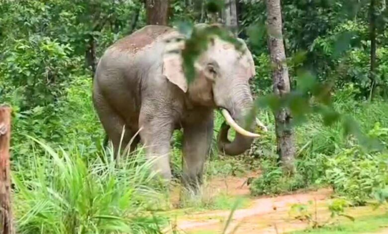 24 घंटे तक मचाया आतंक, खेत उजाड़ने और युवक पर हमला करने के बाद जंगल लौटा हाथी 24 घंटे तक मचाया आतंक, खेत उजाड़ने और युवक पर हमला करने के बाद जंगल लौटा हाथी