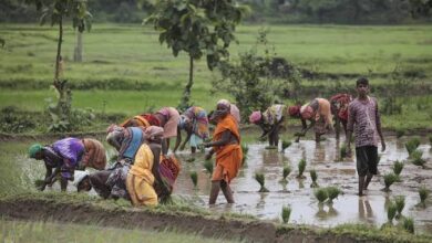 प्रदेश में मानसून के साथ खेती-किसानी का कार्य जोरों पर