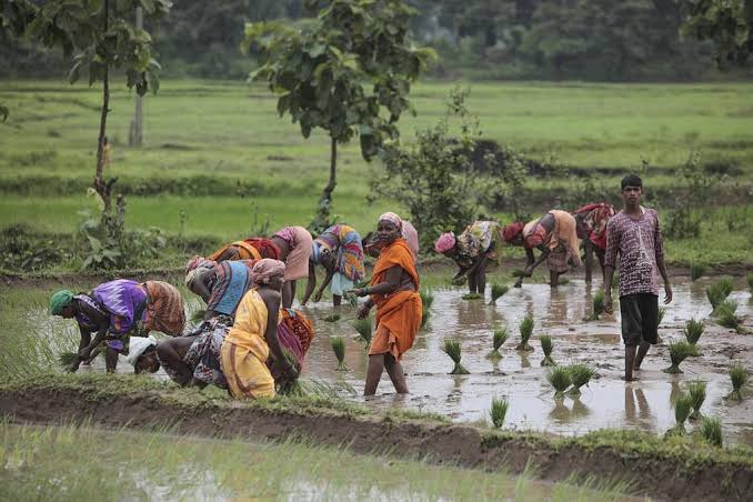 प्रदेश में मानसून के साथ खेती-किसानी का कार्य जोरों पर प्रदेश में मानसून के साथ खेती-किसानी का कार्य जोरों पर