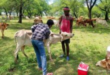 पशु चिकित्सा शिविर में मवेशियों को लम्फी बीमारी से बचाव हेतु टीकाकरण