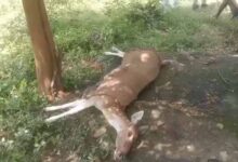 कुत्तों के हमले में घायल गर्भवती हिरणी की मौत, वन अधिकारियों ने पहुंचाया था अस्पताल