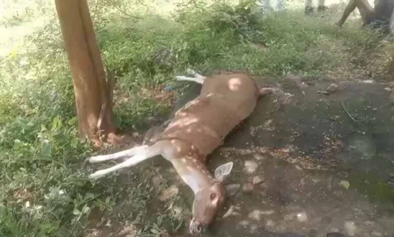कुत्तों के हमले में घायल गर्भवती हिरणी की मौत, वन अधिकारियों ने पहुंचाया था अस्पताल कुत्तों के हमले में घायल गर्भवती हिरणी की मौत, वन अधिकारियों ने पहुंचाया था अस्पताल