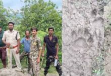 हाथियों के बाद अब बाघ का साया : जंगल में मिले पैरों के निशान, गांवों में अलर्ट