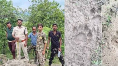 हाथियों के बाद अब बाघ का साया : जंगल में मिले पैरों के निशान, गांवों में अलर्ट