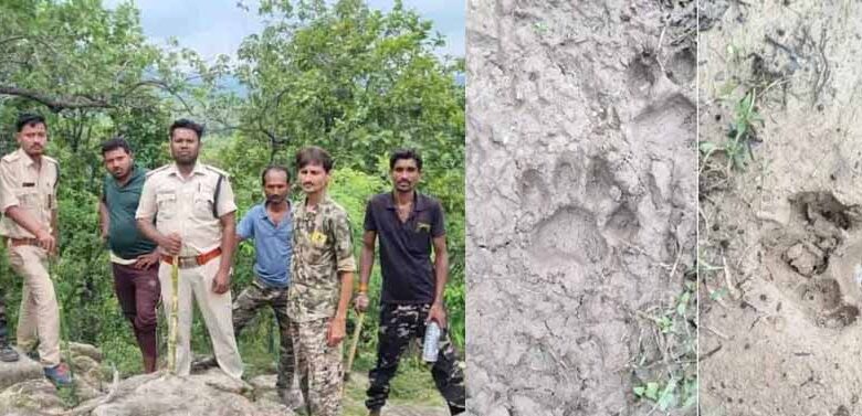 हाथियों के बाद अब बाघ का साया : जंगल में मिले पैरों के निशान, गांवों में अलर्ट हाथियों के बाद अब बाघ का साया : जंगल में मिले पैरों के निशान, गांवों में अलर्ट