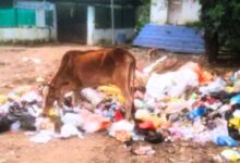 बिलासपुर में 40 किलो पन्नी ने ली गाय की जान, नगर निगम कर्मचारियों पर सवाल