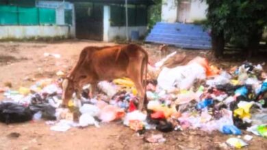 बिलासपुर में 40 किलो पन्नी ने ली गाय की जान, नगर निगम कर्मचारियों पर सवाल