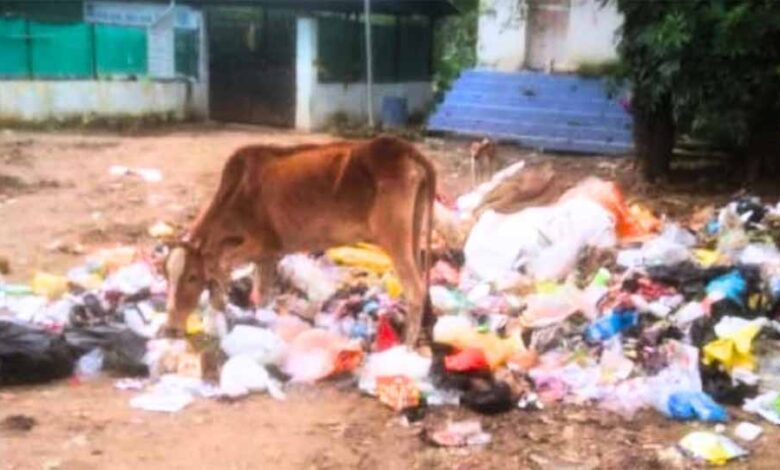 बिलासपुर में 40 किलो पन्नी ने ली गाय की जान, नगर निगम कर्मचारियों पर सवाल