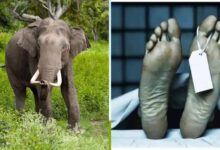 हाथियों का कहर: ग्रामीण की मौत, घर और फसल बर्बाद