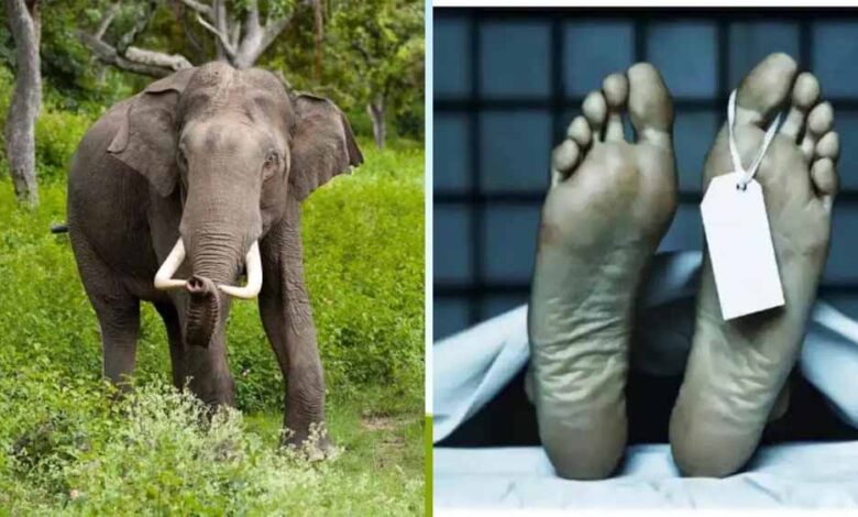हाथियों का कहर: ग्रामीण की मौत, घर और फसल बर्बाद