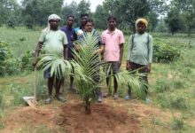 पॉम की खेती से किसानों को मिलेगा आय का स्थायी जरिया…