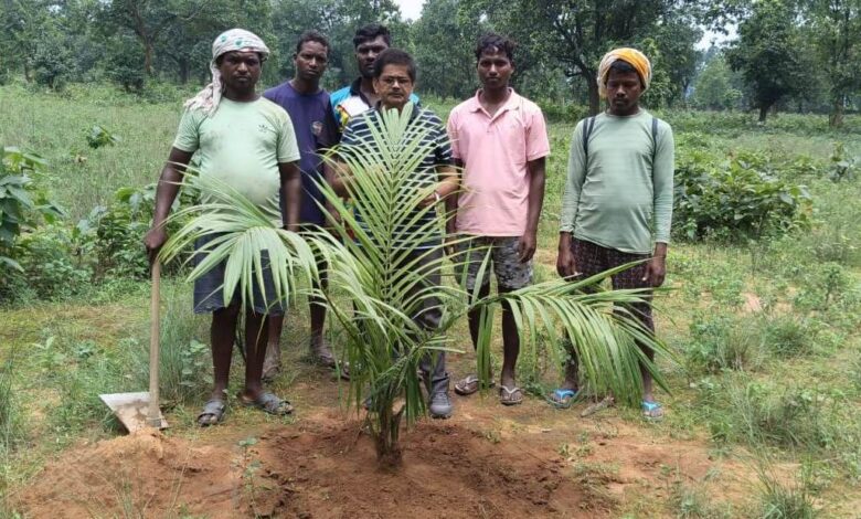 पॉम की खेती से किसानों को मिलेगा आय का स्थायी जरिया… पॉम की खेती से किसानों को मिलेगा आय का स्थायी जरिया…