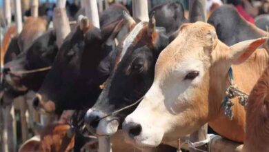 गोवंश संरक्षण के लिए ‘गौधाम’ की स्थापना, गोसेवकों को मिलेगा मानदेय