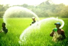 प्रदेश में रासायनिक खाद की पर्याप्त उपलब्धता, किसानों को नैनो उर्वरक अपनाने के लिए किया जा रहा जागरूक: मुख्यमंत्री विष्णुदेव साय…..