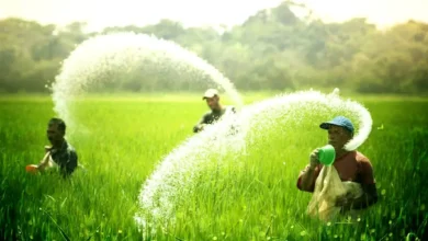 प्रदेश में रासायनिक खाद की पर्याप्त उपलब्धता, किसानों को नैनो उर्वरक अपनाने के लिए किया जा रहा जागरूक: मुख्यमंत्री विष्णुदेव साय…..