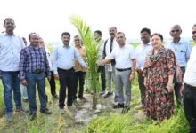 ऑयल पाम खेती: किसानों के लिए स्थायी आय और आत्मनिर्भरता की राह….