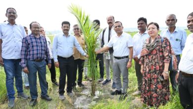 ऑयल पाम खेती: किसानों के लिए स्थायी आय और आत्मनिर्भरता की राह….