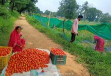 टमाटर की लालिमा ने सँवारा जीवन- मंगली दीदी ने 50 हजार के ऋण से शुरू हुआ सफर, मंगली दीदी बनीं महिलाओं की प्रेरणा….