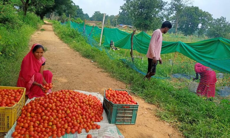 टमाटर की लालिमा ने सँवारा जीवन- मंगली दीदी ने 50 हजार के ऋण से शुरू हुआ सफर, मंगली दीदी बनीं महिलाओं की प्रेरणा….
