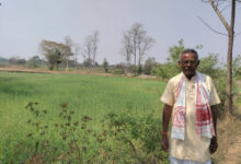 कम लागत से गेहूं की फसल में किसानों को मिलेगा ज्यादा मुनाफा…..